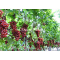 La uva roja fresca de mejor calidad